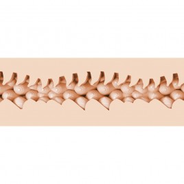 Imagen, Fleshlight Fantasy Evie Akashiya masturbador realista textura intensa, online