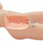 TORSO FEMENINO REALISTA VAGINA Y ANAL 5.5 KG